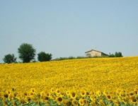 Ein kleines Steinhaus erhebt sich über einem blühenden Sonnenblumenfeld in Umbrien.