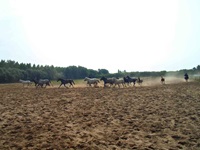 Ein berittener Hirte treibt in der ungarischen Puszta wilde Pferde vor sich her.