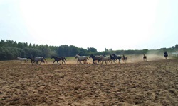 Ein berittener Hirte treibt in der ungarischen Puszta wilde Pferde vor sich her.