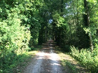 Ein weiß geschotterter Radweg im Departement Orne durchquert ein lichtes Wäldchen.
