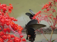 Impression von Vietnam: Schwarze Schmetterlinge sitzen an roten Blüten