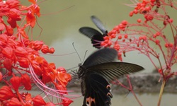 Impression von Vietnam: Schwarze Schmetterlinge sitzen an roten Blüten