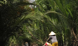 Touristen fahren mit einem typischen Boot, das von einem Vietnamesen geführt wird, durch das Mekong Delta