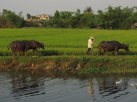 Ein vietnamesischer Bauer mit seinen Wasserbüffeln läuft am Ufer entlang