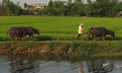 Ein vietnamesischer Bauer mit seinen Wasserbüffeln läuft am Ufer entlang