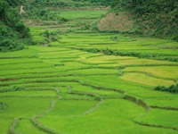 Blick über Felder in Hoi An in Vietnam