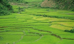 Blick über Felder in Hoi An in Vietnam