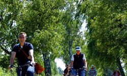 Eine Radlergruppe fährt durch eine Allee.