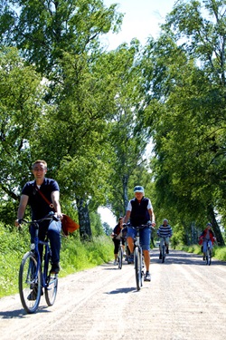 Eine Radlergruppe fährt durch eine Allee.