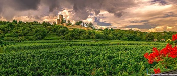 Gewitterwolken über der von Weinbergen umrahmten Wachtenburg bei Wachenheim.