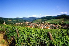 Blick über eine elsässische Landschaft mit Weinreben, Bergen und einem Dorf