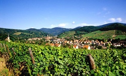 Blick über eine elsässische Landschaft mit Weinreben, Bergen und einem Dorf