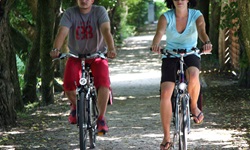 Zwei Radfahrer auf dem von Bäumen eingerahmten Donau-Radweg zwischen Regensburg und Passau.