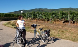 Eine Frau steht zwischen zwei abgestellten Rädern auf einem Radweg neben Weinreben im verlockenden Elsass