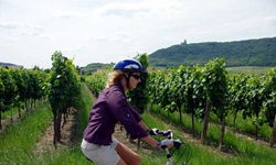 Eine Frau radelt an Weinreben entlang