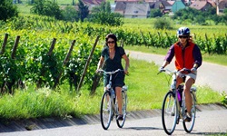 Radlerinnen radeln neben Weinreben auf der Elsässer Weinstraße