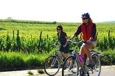 Zwei Radfahrerinnen radeln an Weinreben auf einem elsässischen Radweg entlang