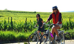Zwei Radlerinnen fahren an Weinreben im Elsass vorbei