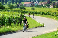 Weinreben mit Radlern auf der Elsässer Weinstraße