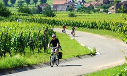 Weinreben mit Radlern auf der Elsässer Weinstraße