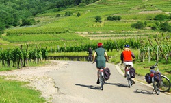 Radler auf einem Radweg im Elsass, an dem links und rechts zahlreiche Weinreben sind
