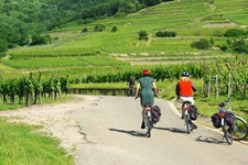 Eine Gruppe Radler fährt auf einem Radweg durch Weinreben im Elsass entlang, während ein Rad am Rand abgestellt ist