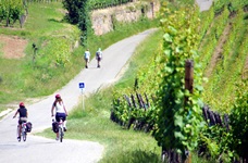 Radfahrer und Wanderer auf einem Weg durch Weinreben im Elsass