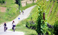 Radfahrer und Wanderer auf einem Weg durch Weinreben im Elsass