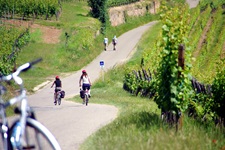 Radlerinnen auf einem elsässischen Radweg mit zahlreichen Weinreben