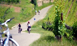Radlerinnen auf einem elsässischen Radweg mit zahlreichen Weinreben