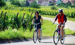 Zwei Radlerinnen fahren auf einem asphaltierten Radweg durch Weinreben im Elsass entlang