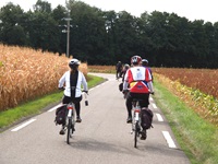 Eine Radlergruppe fährt auf einem Radweg im Elsass an Feldern vorbei