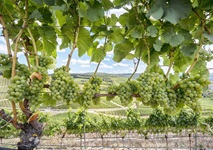 Vollbehangene Weinstöcke in einem Weinberg in Mainfranken.