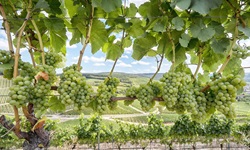 Vollbehangene Weinstöcke in einem Weinberg in Mainfranken.