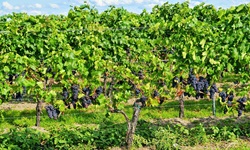 Reife blaue Trauben in einem Weingarten in der Pfalz.