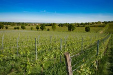 Ausgedehnte Weinberge in der Pfalz.