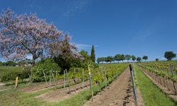 Ein Weingarten in der Pfalz mit blühenden Mandelbäumen.