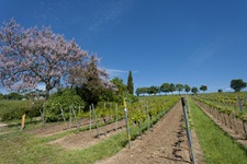 Ein Weingarten mit blühenden Mandelbäumen.