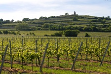 Terrassenartig angelegte Weinberge in der Pfalz unterhalb des Flaggenturms bei Bad Dürkheim.