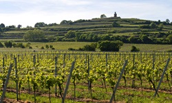 Terrassenartig angelegte Weinberge in der Pfalz unterhalb des Flaggenturms bei Bad Dürkheim.