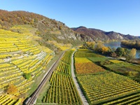 Bunt gefärbte Weinberge am Oberrhein.