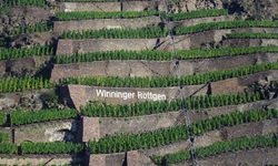 Blick auf die Weinterrassen "Winninger Röttgen" der Gemeinde Winningen