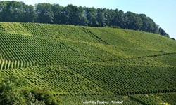 Wunderschöner Panoramablick über Weinberge in Mainfranken.