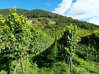 Weinbergidylle in der Pfalz.