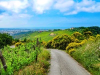 Ein alsphaltierter, von Weinbergen und blühenden Wiesen gesäumter Radweg auf der Strecke von Pisa nach Cinque Terre.