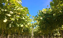 Weinreben im Etschtal.
