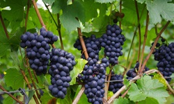 Weinreben mit roten Trauben an der Mosel