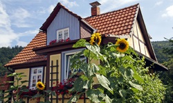 Sonnenblumen blühen vor einem in Blau- und Gelbtönen gehaltenen Fachwerkhaus am Weser-Radweg.