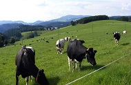 Eine Herde mit schwarz-weiß gefleckten Holstein-Rindern auf einer saftigen grünen Weide im Südschwarzwald